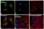 ISG15 Antibody in Immunocytochemistry (ICC/IF)