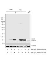 ISG15 Antibody in Western Blot (WB)