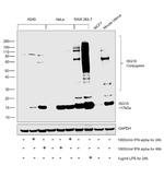 ISG15 Antibody in Western Blot (WB)