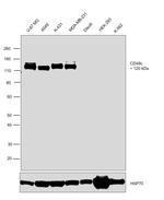 CD49c (Integrin alpha 3) Antibody