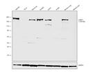 Laminin gamma-1,2,3 Antibody