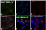 Laminin gamma-1,2,3 Antibody