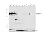 Laminin gamma-1,2,3 Antibody