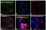 Laminin gamma-1,2,3 Antibody in Immunocytochemistry (ICC/IF)