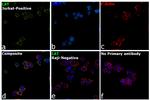 LAT Antibody in Immunocytochemistry (ICC/IF)