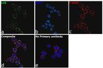 LCK Antibody in Immunocytochemistry (ICC/IF)