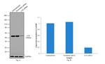 LCK Antibody in Western Blot (WB)