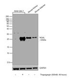 NGAL Antibody