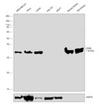 LDHB Antibody in Western Blot (WB)