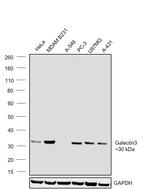 Galectin 3 Antibody in Western Blot (WB)