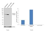 Lamin B1 Antibody in Western Blot (WB)