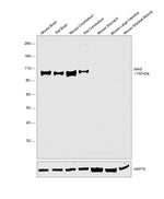 MAG Antibody