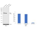 MKK7 Antibody in Western Blot (WB)