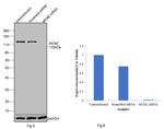 MCM2 Antibody in Western Blot (WB)