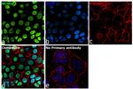 MCM2 Antibody in Immunocytochemistry (ICC/IF)