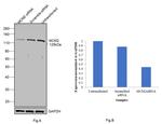 MCM2 Antibody in Western Blot (WB)