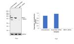 Menin Antibody in Western Blot (WB)