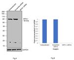 MFN1 Antibody in Western Blot (WB)