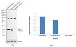 MGMT Antibody in Western Blot (WB)