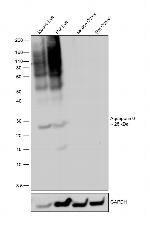 Aquaporin 0 Antibody in Western Blot (WB)