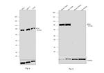 MTA1 Antibody in Western Blot (WB)