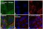 MYLK Antibody