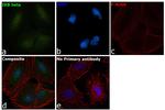 IkB beta Antibody in Immunocytochemistry (ICC/IF)