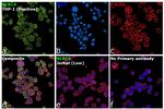 NLRC4 Antibody