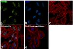 NONO Antibody in Immunocytochemistry (ICC/IF)