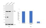 NONO Antibody in Western Blot (WB)