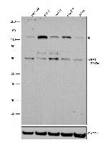 NRF1 Antibody in Western Blot (WB)