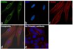 PTP1B Antibody in Immunocytochemistry (ICC/IF)