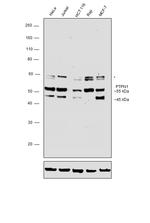 PTP1B Antibody in Western Blot (WB)