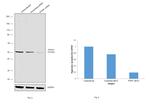 PTP1B Antibody in Western Blot (WB)