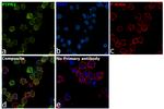 PTPN2 Antibody in Immunocytochemistry (ICC/IF)