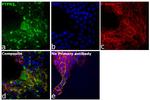 PTPN2 Antibody in Immunocytochemistry (ICC/IF)