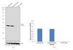 PTPN2 Antibody in Western Blot (WB)