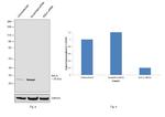 RALA Antibody in Western Blot (WB)