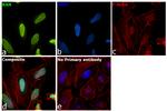 RAN Antibody in Immunocytochemistry (ICC/IF)