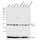 RAN Antibody in Western Blot (WB)