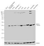 RAP1A Antibody