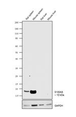 S100A8 Antibody