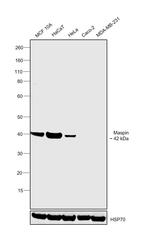 Maspin Antibody