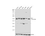 SHC Antibody in Western Blot (WB)