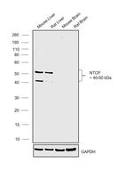 NTCP Antibody in Western Blot (WB)