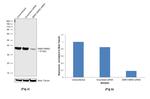 SMN1/SMN2 Antibody in Western Blot (WB)