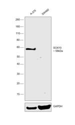 SOX10 Antibody