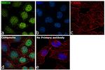 SOX10 Antibody in Immunocytochemistry (ICC/IF)