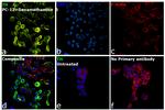 Tyrosine Hydroxylase Antibody in Immunocytochemistry (ICC/IF)