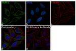 TRAP1 Antibody in Immunocytochemistry (ICC/IF)